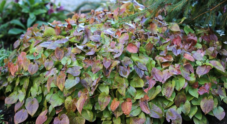 Epimedium – na pomoc mężczyznom