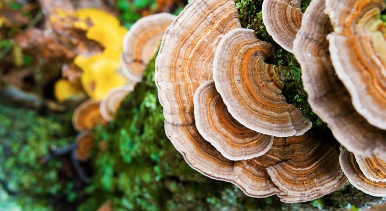 Grzyb Turkey tail – najpotężniejszy wojownik